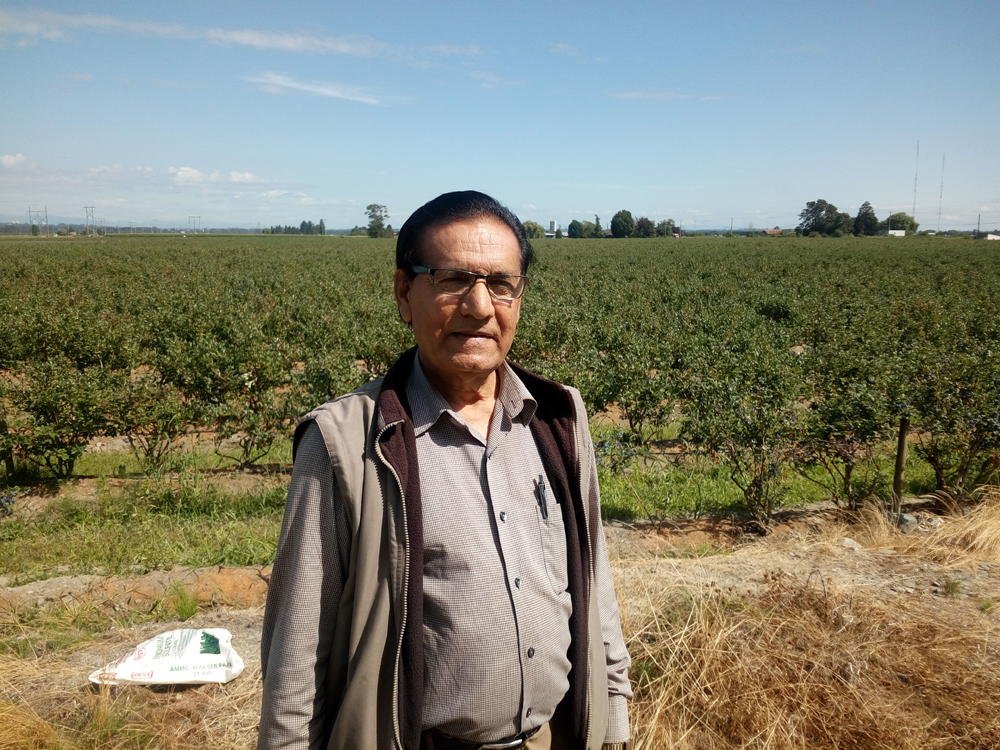 Gurpal Birak blueberry farmer