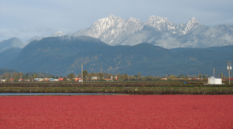 Richberry farms