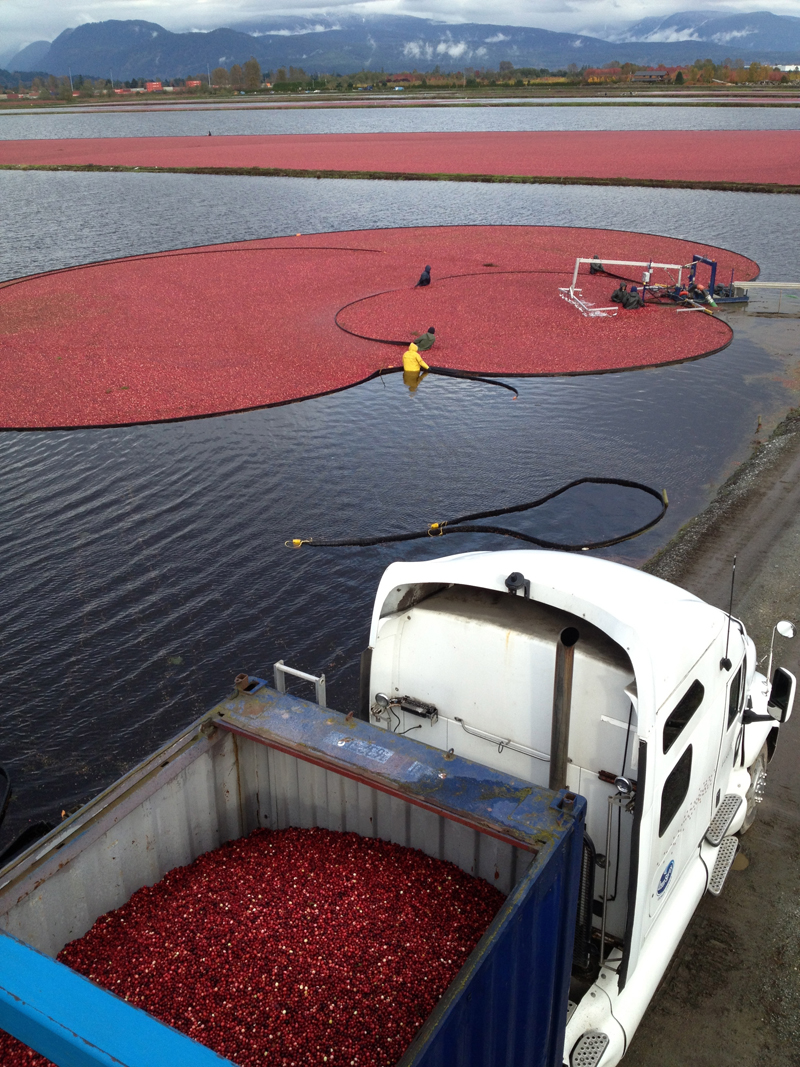 Operations at Peter Dhillon's cranberry farm