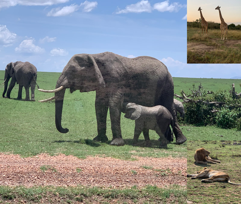 Animals in Masai Mara
