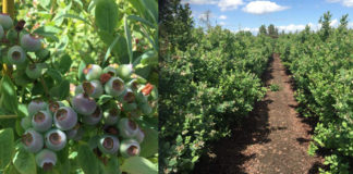 Purewal-blueberry-farms