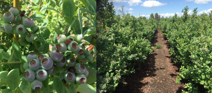 Purewal-blueberry-farms