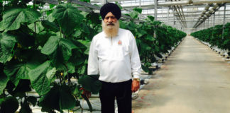 Paramjit Singh cucumber king