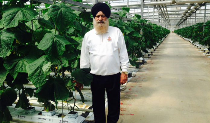 Paramjit Singh cucumber king