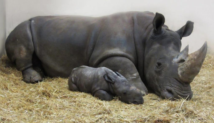 Newly born white rhino cub with mom in Toronto zoo