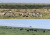 Herds of zebras and wildebeests in Masai Mara.
