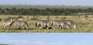 Herds of zebras and wildebeests in Masai Mara.