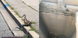 Ducklings rescued in Brampton