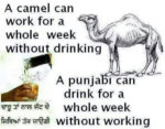 Punjabi vs camel