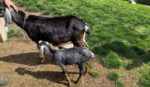 Toronto police searching stolen goat Jupiter from Riverdale farm