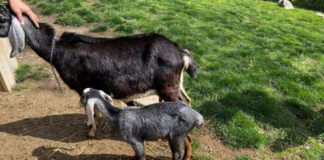 Toronto police searching stolen goat Jupiter from Riverdale farm
