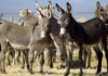 Pakistan donkeys population