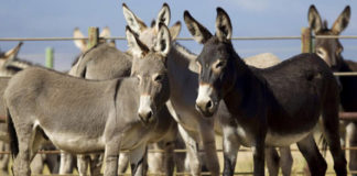 Pakistan donkeys population
