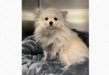 Pomeranian dog Sky case